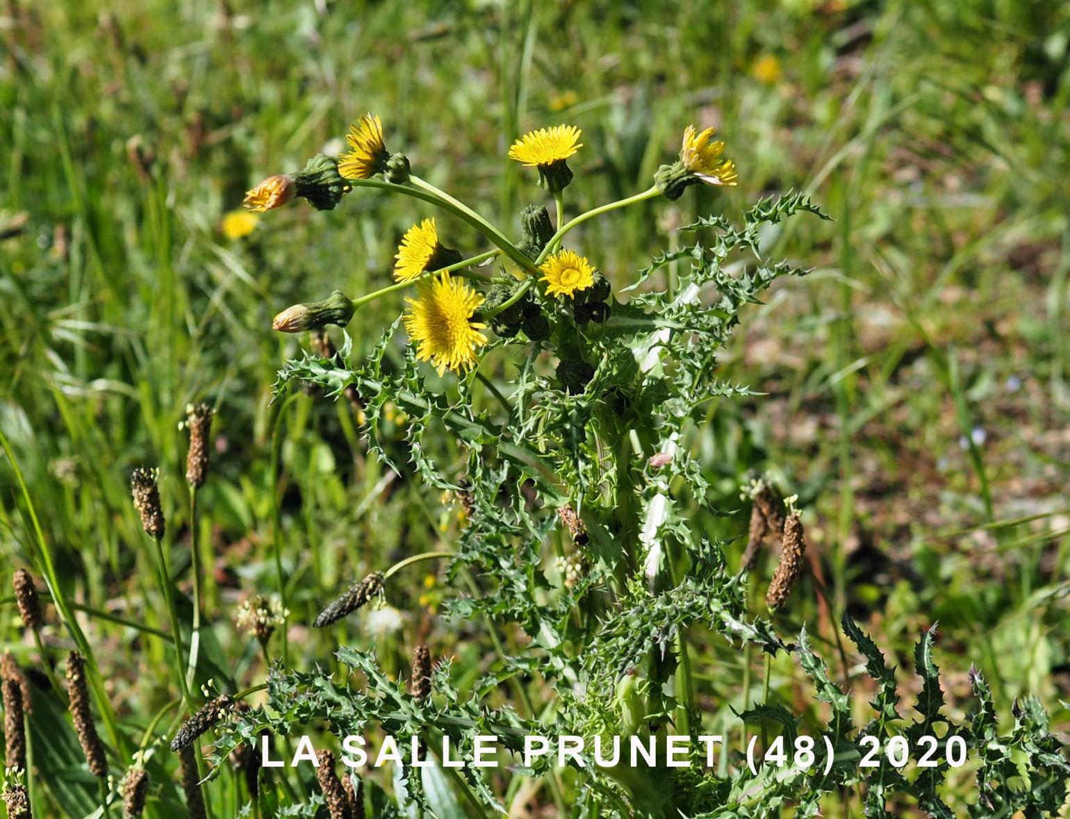 Sow-thistle, Prickly